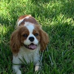 Holly - Cavalier King Charles Spaniel
