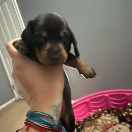 Boy 3 - Black and tan male Dachshund puppy in Victorville, California from Wirz’s Weens