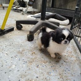 AKC Ben.Z - Black male Pekingese puppy in Andrews, South Carolina from Purple Diamonds Kennel