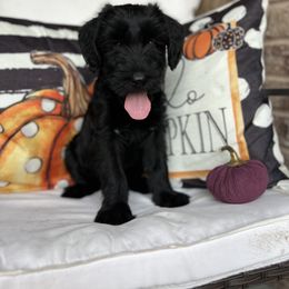 Giant Schnauzer and Miniature Schnauzer Puppies from Hillside Kennels