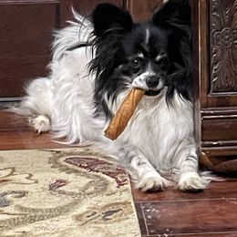 Pebbles - Papillon