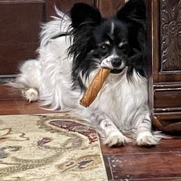 Pebbles - Papillon