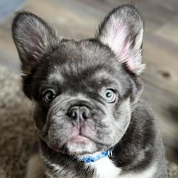 Baloo - Blue fawn male French Bulldog puppy in Shakopee, Minnesota from Fishie's Frenchies