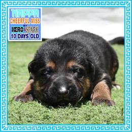 KAPPA - Black and tan female German Shepherd puppy in Murrieta, California from Diamond Oaks German Shepherds