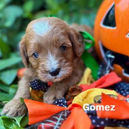 Gomez - Red male Cavapoo puppy in Herriman, Utah from Gypsi Doodles & Poodles LLC.