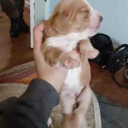 Poppy - Tan and white female Basset Hound puppy in Garrett, Indiana from Bad and Boujee Basset Hounds