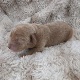 Boy 2 - Red male Labradoodle puppy in Centerville, Utah from Reid Wasatch Doodles
