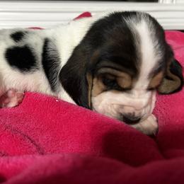 Truffle - Black white and brown female Basset Hound puppy in Walnut Grove, Missouri from C & L Beagles and Bassets