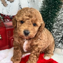 Cindy Lou - Poodle puppy in Savannah, Tennessee from Poodle Doodle Boyds