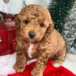Cindy Lou - Poodle puppy in Savannah, Tennessee from Poodle Doodle Boyds