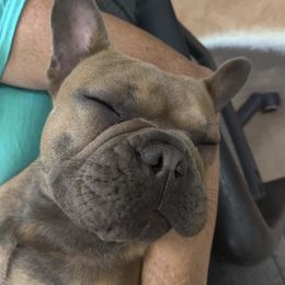 French Bulldog All Grown Up from Brimstone Farms