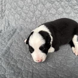 Boy 1 - Black and white male Border Collie puppy in Centerville, Washington from Forthright Farms