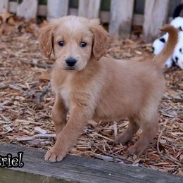 Katriel - Red  female Goldendoodle puppy in Lebanon, Missouri from Knapp's Paw Prints
