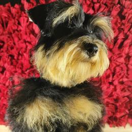 Phoenix Lyon - Black and silver female Miniature Schnauzer puppy in Texas from Blue Rose's Schnauzers
