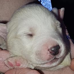 Pomskies from Thors litter