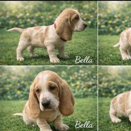Bella - Red and white female Basset Hound puppy in Manorville, New York from Lil Family Farm