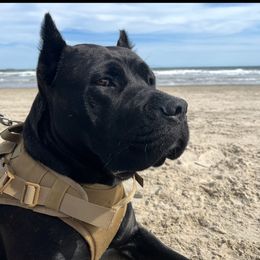 Ivy - Cane Corso