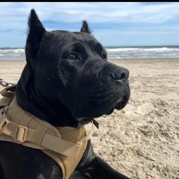 Ivy - Cane Corso