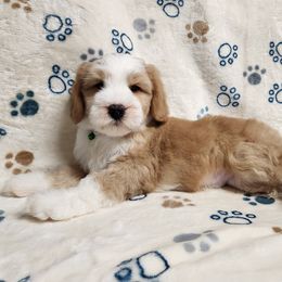 Magnus - Gold and white male Tibetan Terrier puppy in Lane County, Oregon from Zara Tibetan Terriers