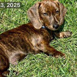 Leo - Dachshund