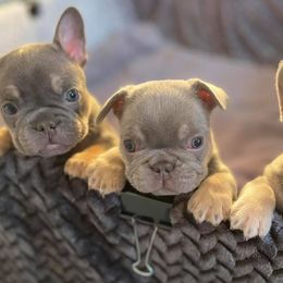 French Bulldogs from Linda's French Bulldogs