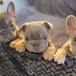French Bulldogs from Linda's French Bulldogs