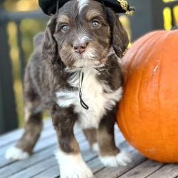Bernedoodle and Goldendoodle Puppies from Shining Star Doodles