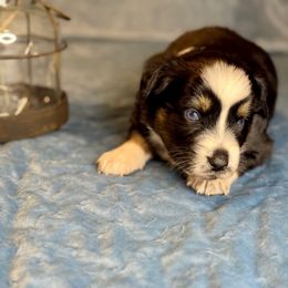Rosemary - Black tri-color female Australian Shepherd puppy in Beaverdam, Virginia from Cimmarun Farm Aussies