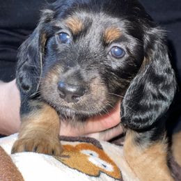 Dachshund All Grown Up from Briana's Dachshunds