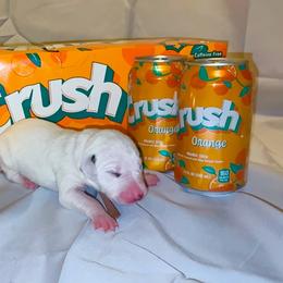 Crush - White and black female Dalmatian puppy in Des Moines, Iowa from Spot Splattered Dalmatians