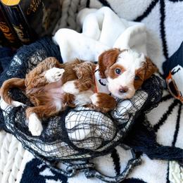 Bramble - Red  male Goldendoodle puppy in Springville, Utah from Happy Doodle