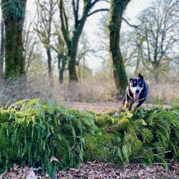 Entlebucher Mountain Dog All Grown Up from Middle Fork Entlebuchers