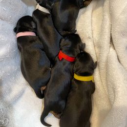 Cavalier King Charles Spaniel Puppies from Carter Woods Cavaliers