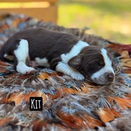 Kit - Liver white and roan female English Springer Spaniel puppy in Uvalda, Georgia from Willow Creek Farms