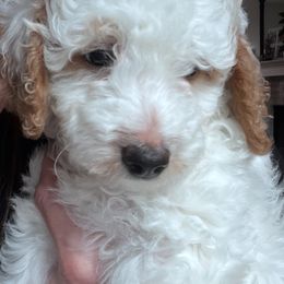 Poodle Puppies from Foxtrot Farm Poodles