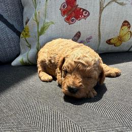 Pink female - Red female Maltipoo puppy in Ludlow, Missouri from Countryside Doodles and Mohr