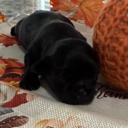 Frazier - Black male Shih Tzu puppy in Stafford, Virginia from Bayview Pups