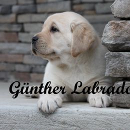 Labrador Retriever Puppies from Günther Labradors