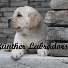 Labrador Retriever Puppies from Günther Labradors