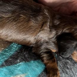 Dachshunds from TMJ Dachshunds & More