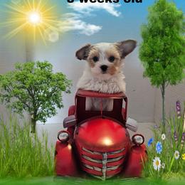 Green parti boy - Parti male Yorkshire Terrier puppy in Inverness, Florida from Luvayorkie&more