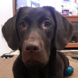 Montana - Labrador Retriever