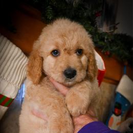 Prancer - White male Bernedoodle puppy in Lookout, California from Remington Kennels, LLC