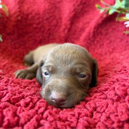 Male 2 - Chocolate male Dachshund puppy in Smoot, West Virginia from AMC Dachshunds