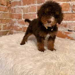 Gus - Chocolate merle male Bernedoodle puppy in Ogden, Utah from Stanger Farms