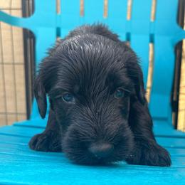 LL COOL D - Black male Giant Schnauzer puppy in Tabernash, Colorado from Schnauzer Paw Homestead