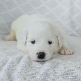 Boy 2 Black - White male Great Pyrenees puppy in Yakima, Washington from Naches Heights Ranch