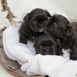 Midge - Chocolate female Shih Tzu puppy in Tyler, Texas from Sunnybelle Shih Tzus