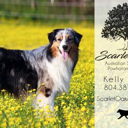 Australian Shepherds from Scarlet Oak Aussies