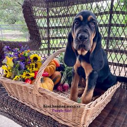 Girl 1 - Black and tan Bloodhound puppy in Vanderpool, Texas from Kiwi Hunting Services